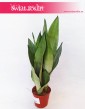 Sansevieria Moonshine, Wężownica, Sansewieria  Moonshine 4