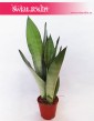 Sansevieria Moonshine, Wężownica, Sansewieria  Moonshine 1