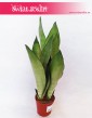 Sansevieria Moonshine, Wężownica, Sansewieria  Moonshine 2