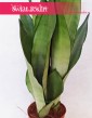 Sansevieria Moonshine, Wężownica, Sansewieria  Moonshine 3