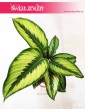 Calathea Beauty Star, Kalatea Beauty Star 3