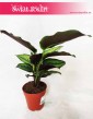 Calathea Beauty Star, Kalatea Beauty Star 2
