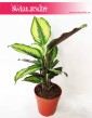 Calathea Beauty Star, Kalatea Beauty Star