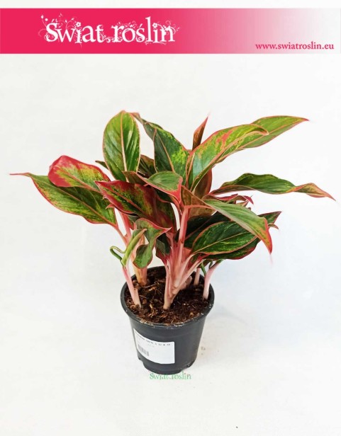 Aglonema Crete, Aglaonema Crete, Aglonema, Aglaonema, sklep z roślinami