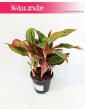 Aglonema Crete, Aglaonema Crete, Aglonema, Aglaonema, sklep z roślinami