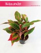 Aglonema Crete, Aglaonema Crete, Aglonema,  sklep wysyłka roślin