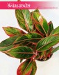 Aglonema Crete, Aglaonema Crete, Aglonema, kwiaty doniczkowe