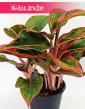 Aglonema Crete, Aglaonema Crete, Aglonema, Aglaonema 3