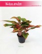 Aglonema Crete, Aglaonema Crete, Aglonema, Aglaonema, wysyłka roślin doniczkowych