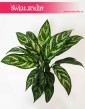 Aglaonema Tigres, Aglonema Tigres