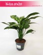 Aglaonema Tigres, Aglonema Tigres rośliny doniczkowe online