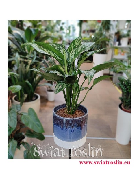 Aglaonema Tigres, Aglonema Tigres, internetowy sklep z roslinami