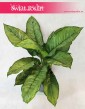 Aglaonema Freedman, Aglonema Freedman sklep z roślinami