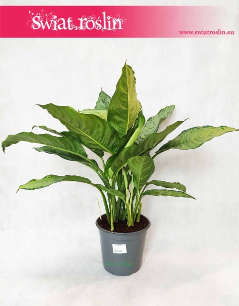 Aglaonema Freedman, Aglonema Freedman