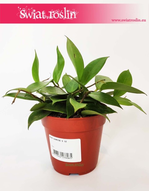 Hoya Sunrise, Hoja Sunrise