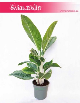Aglaonema Cintho Queen, Aglonema Cintho Queen, sklep online z roślinami
