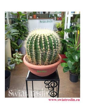Echinokaktus Grusona, Echinocactus Grusonii, Kaktus Cactus Fotel teściowej, internetowy sklep z roślinami doniczkowymi