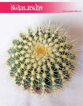 Echinokaktus Grusona, Echinocactus Grusonii, Kaktus, Cactus, sklep online