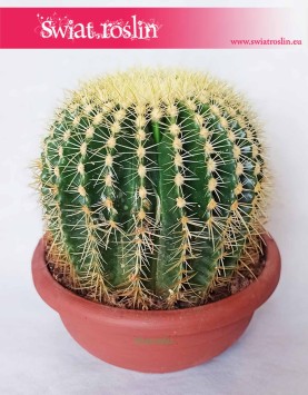Echinokaktus Grusona, Echinocactus Grusonii, Kaktus, Cactus, rośliny online