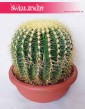 Echinokaktus Grusona, Echinocactus Grusonii, Kaktus, Cactus, rośliny online