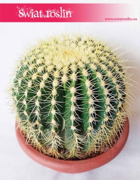 Echinokaktus Grusona, Echinocactus Grusonii, Kaktus, Cactus, sklep internetowy
