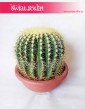 Echinokaktus Grusona, Echinocactus Grusonii, Kaktus, Cactus, kwiaty doniczkowe online