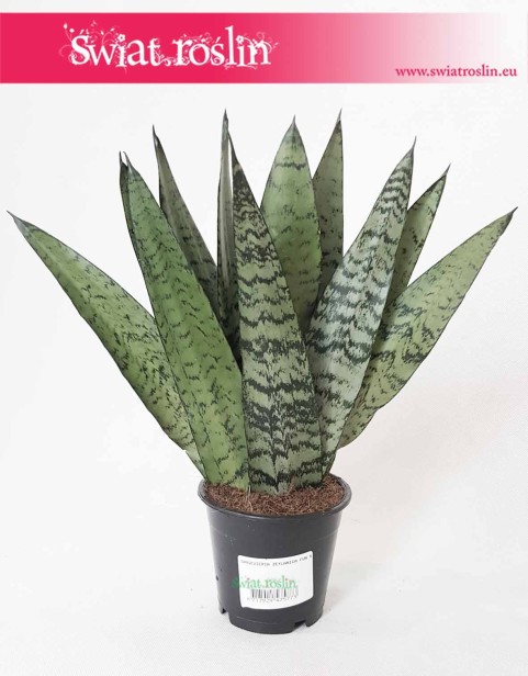 Sansevieria Zeylanica Fan, Sansewieria Zeylanica Fan