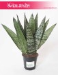 Sansevieria Zeylanica Fan, Sansewieria Zeylanica Fan