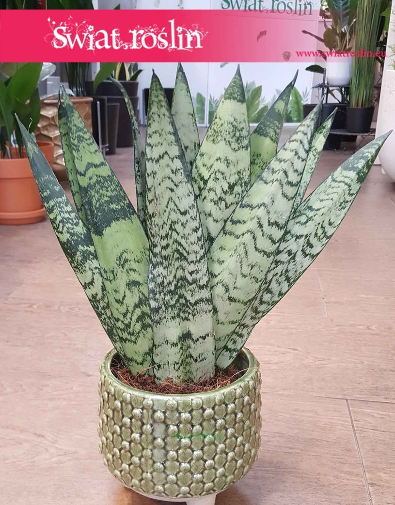 Sanseweria Zeylanica Fan, Sansevieria Zeylanica Fan, Sansewieria Zelanika Fan, Wężownica Fan, sklep online