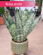 Sanseweria Zeylanica Fan, Sansevieria Zeylanica Fan, Sansewieria Zelanika Fan, Wężownica Fan, sklep online