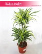 Dracena Zwarta Lemon Lime Surprise, Dracaena Fragrans Compacta Lemon Lime Surpise, Smokowiec 4