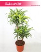Dracena Zwarta Lemon Lime Surprise, Dracaena Fragrans Compacta Lemon Lime Surpise, Smokowiec 1