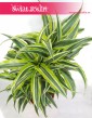 Dracena Zwarta Lemon Lime Surprise, Dracaena Fragrans Compacta Lemon Lime Surpise, Smokowiec 2