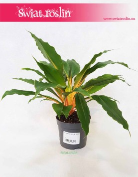 Zielistka Green Orange, Zielistek, Chlorophytum orchidastrum Green Orange, sklep z roślinami online