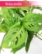 Monstera Adansonii, Monstera Adansona, sklep z roślinami w Krakowie