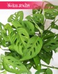 Monstera Adansonii, Monstera Adansona, rośliny Kraków