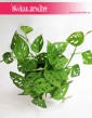 Monstera Adansonii, Monstera Adansona, rośliny doniczkowe online