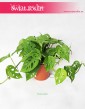Monstera Adansonii, Monstera Adansona, kwiaty doniczkowe online