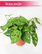 Monstera Adansonii, Monstera Adansona, sklep z roślinami