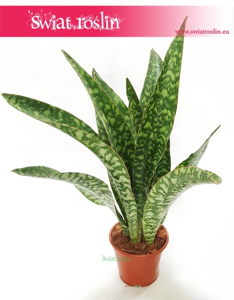 Sansewieria Aubrytiana, Wężownica, Sansevieria Aubrytiana, rośliny - kwiaty doniczkowe