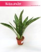 Sansewieria Aubrytiana, Wężownica, Sansevieria Aubrytiana, sklep z roślinami online