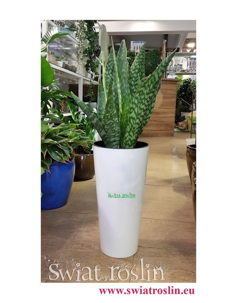 Sansewieria Aubrytiana, Wężownica, Sansevieria Aubrytiana, rośliny doniczkowe, sklep z roślinami, duże rośliny doniczkowe