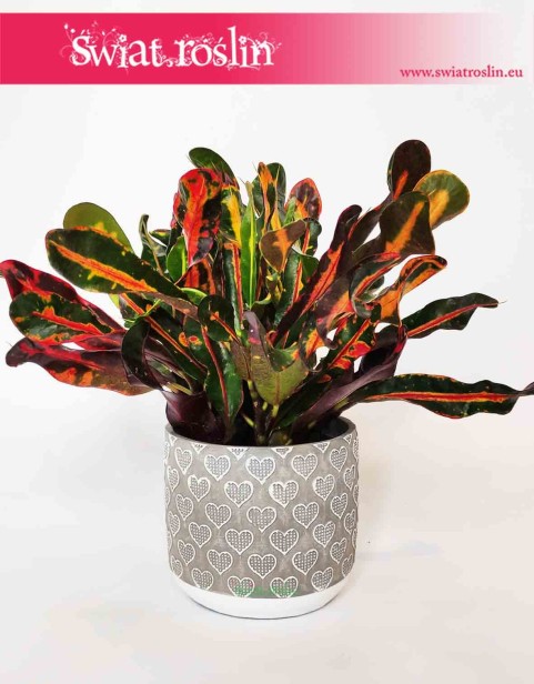 Osłonka betonowa w serca, nieszkliwiony beton