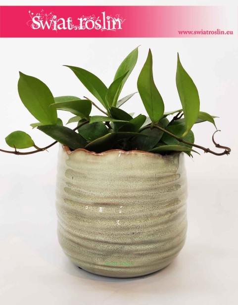 Osłonka kremowo beżowa z szarpanym rantem 2