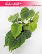 Filodendron Pnący, Philodendron Pnący, Philodendron Scandens, Filodendron Scandens, rośliny online