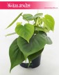 Filodendron Pnący, Philodendron Pnący, Philodendron Scandens, Filodendron Scandens, kwiaty doniczkowe sklep