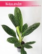 Aglaonema Letizia, Aglonema Letizia, sklep z roślinami