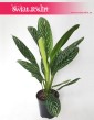 Aglaonema Letizia, Aglonema Letizia