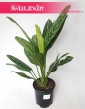 Aglaonema Letizia, Aglonema Letizia, rośliny doniczkowe online