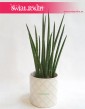 Sansevieria Spikes, Sansewieria Spikes, Sansewieria Cylindrica Spikes, Sansewieria cylindryczna, Wężownica 4